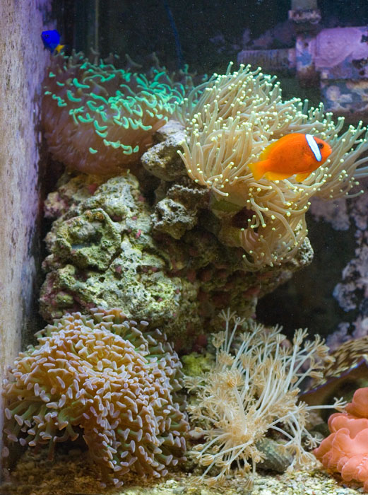 Laurus Reef Show me your LPS dominated reeftanks! | Page 14 | Reef Central Online ...